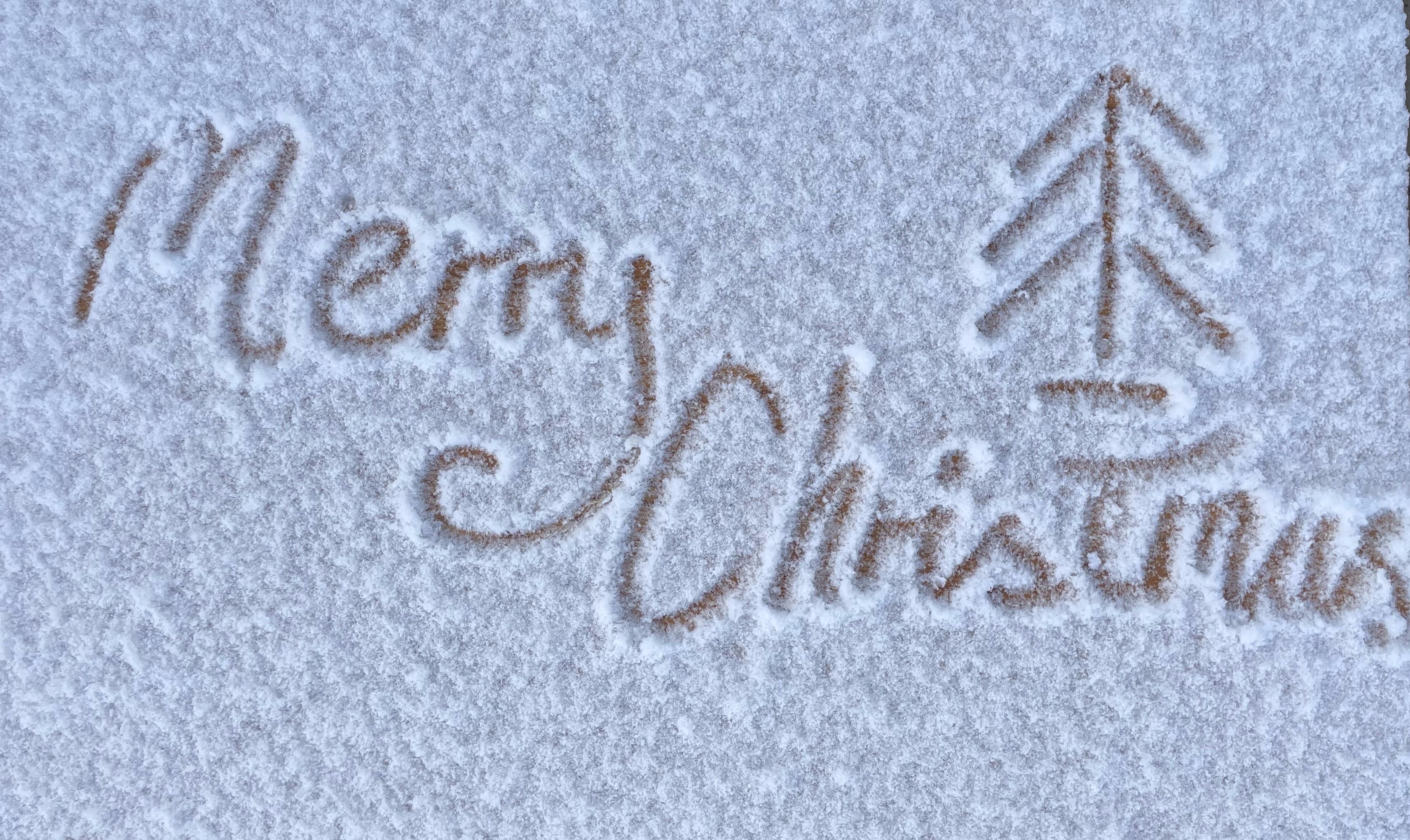 Snow-dusted trees stacked for recycling at the farm