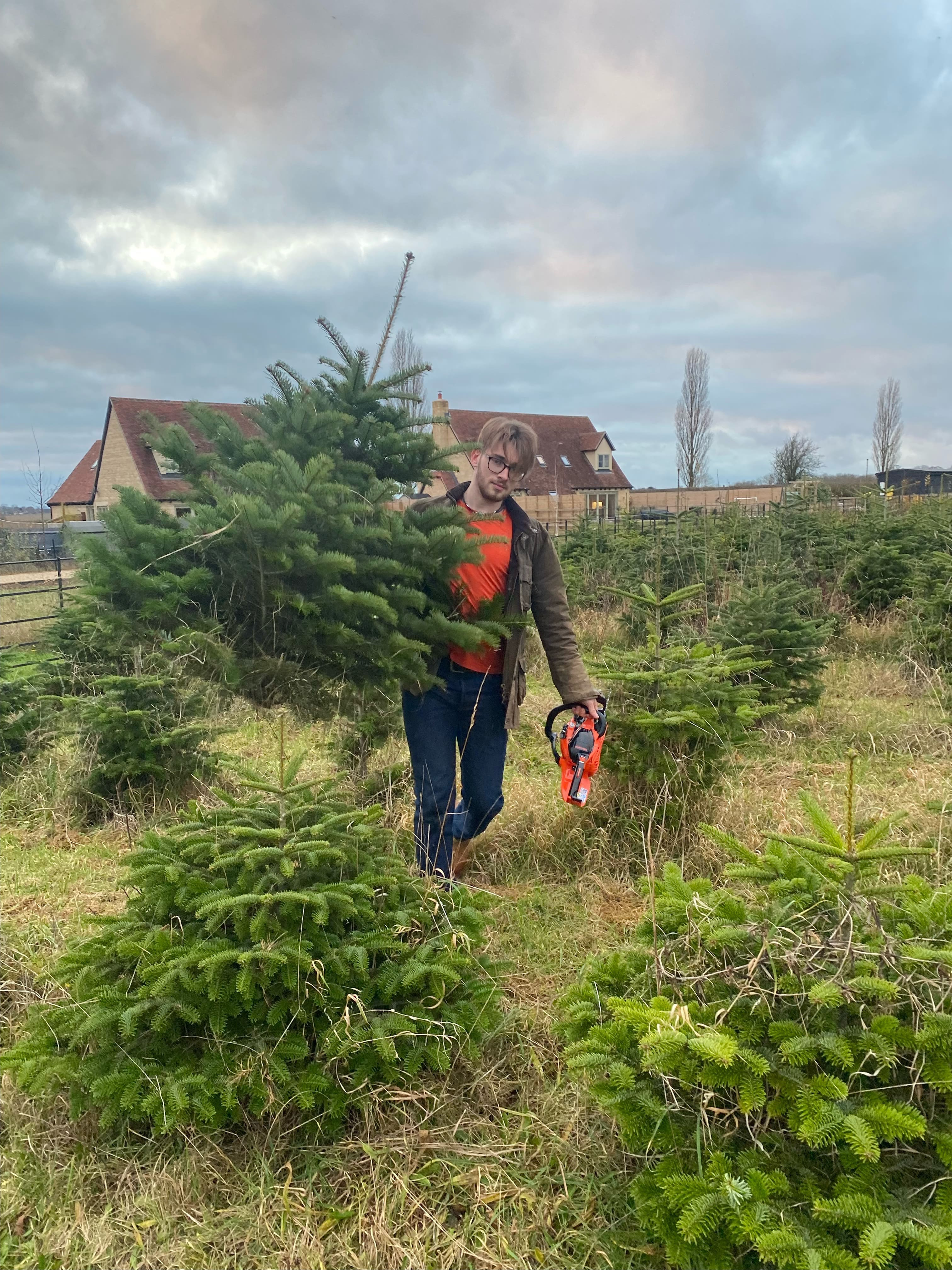Two mature Nordmann Firs ready for visitors