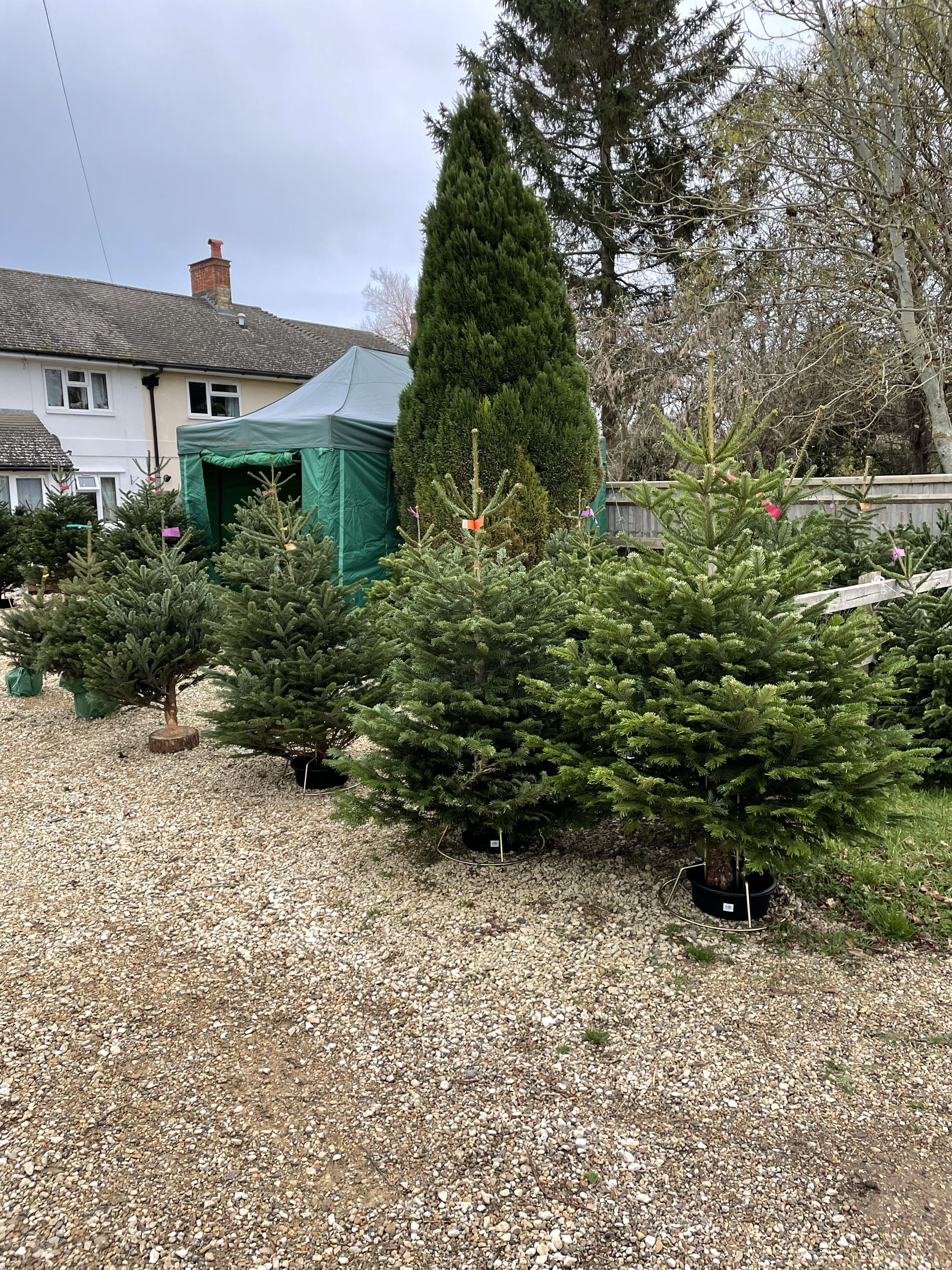Team member carrying a freshly cut tree to the loading area
