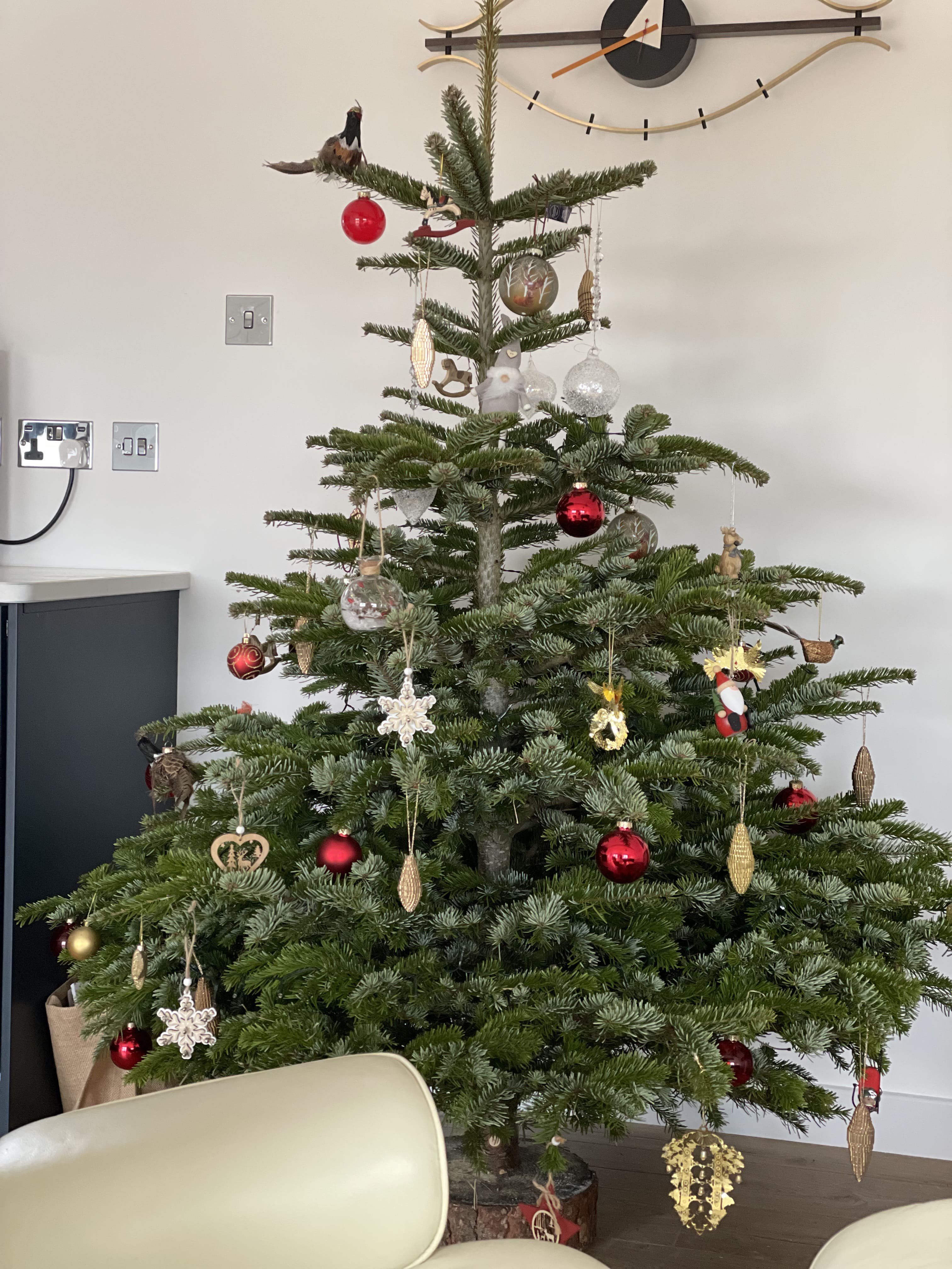 Freshly cut Nordmann Fir trees stacked at the barn