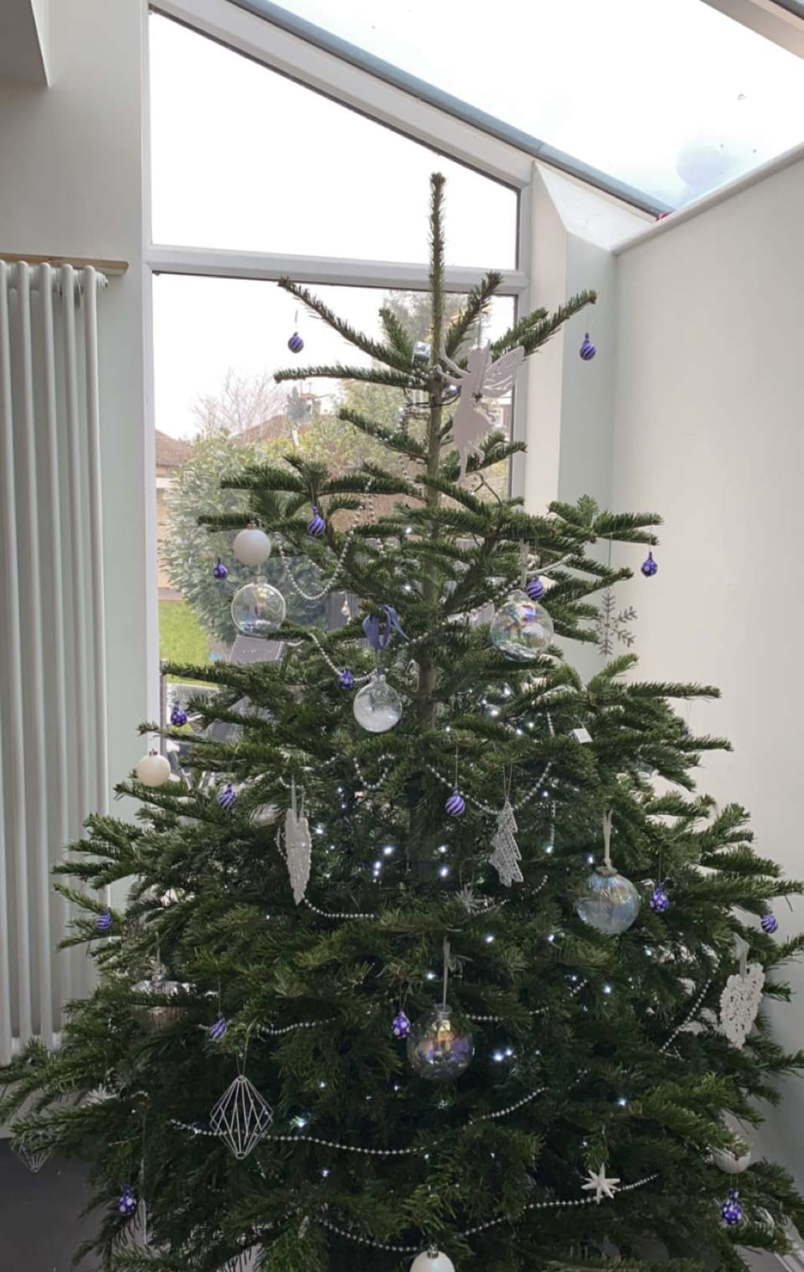 Team member caring for a Christmas tree on the farm