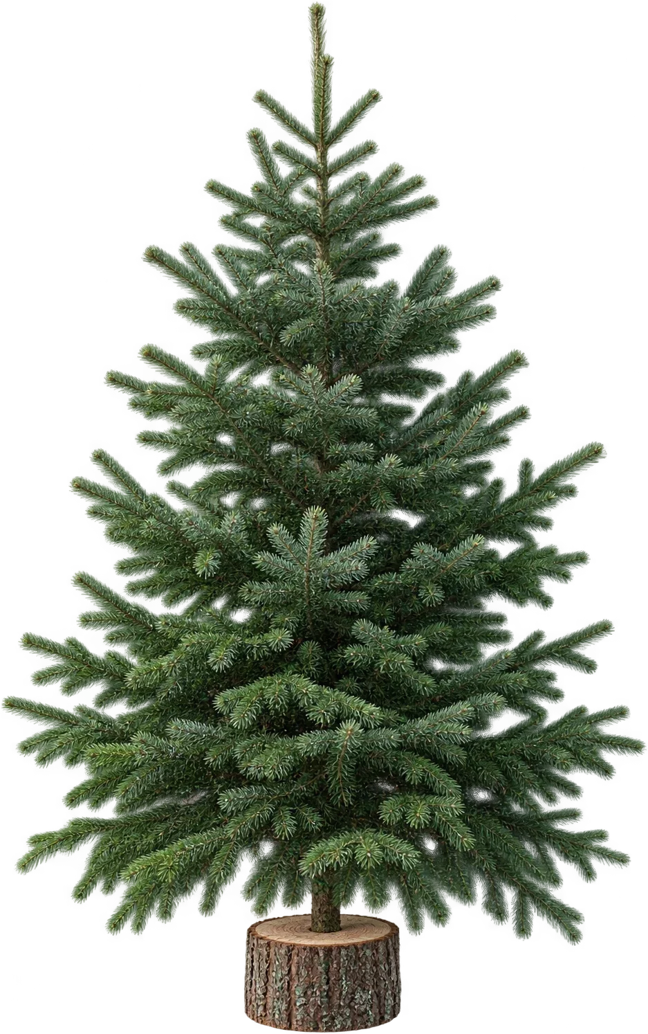 A Nordmann Fir standing on a round wooden block